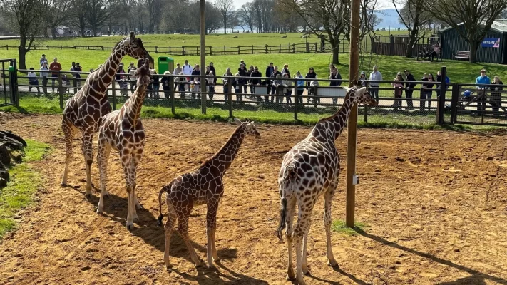 Лучшие зоопарки Великобритании