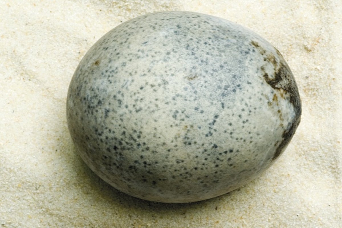 Una straordinaria scoperta all'interno di un antico uovo romano