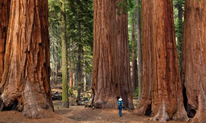 Redwoods gjigante