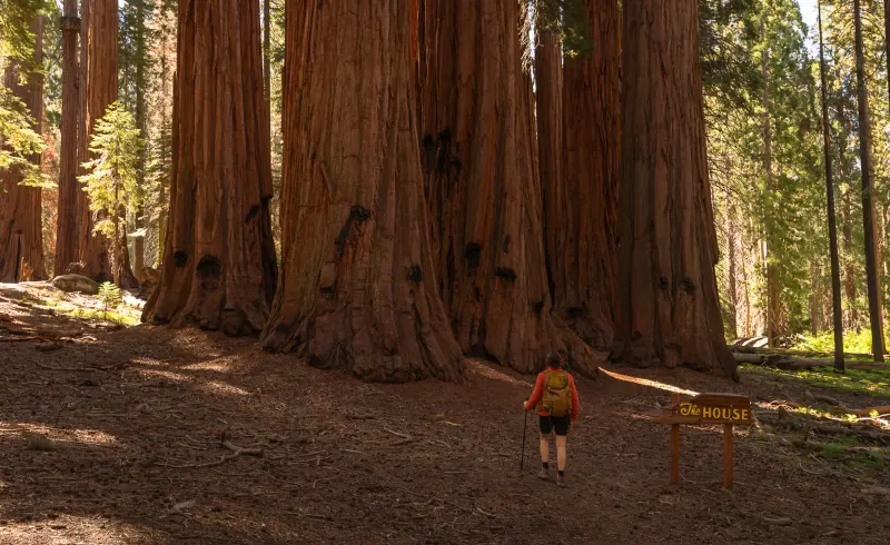 Redwoods gigantes prosperando em lugar inesperado