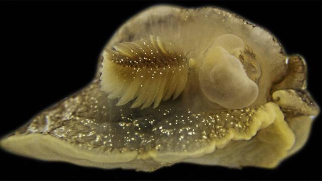 Мистериозно морско създание, открито край бреговете на Великобритания, озадачи учените