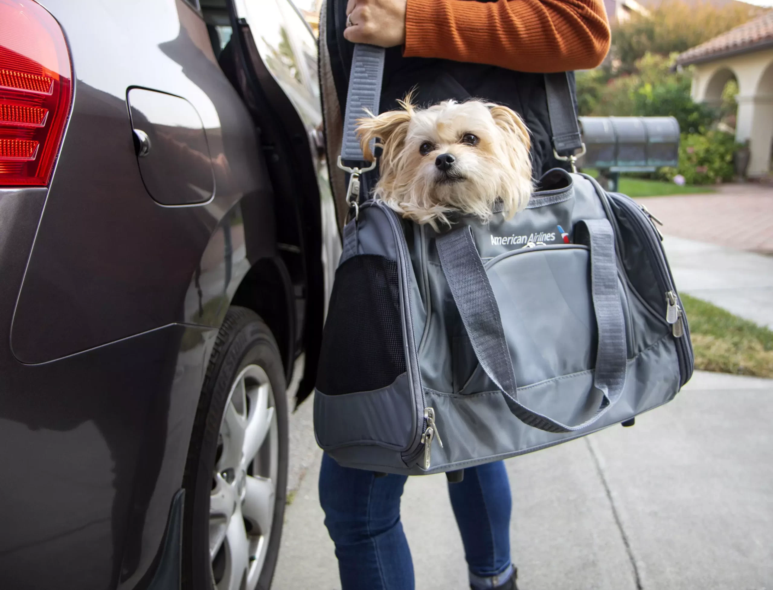 기내 반입 애완동물 캐리어를 허용하는 아메리칸 항공 애완동물 정책